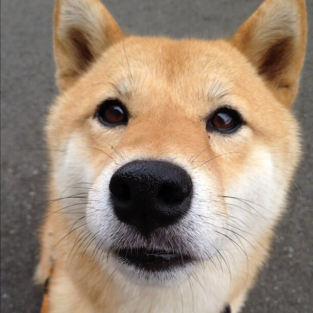 足球比赛数据分析纳入教练日常评估流程，足球队数据分析