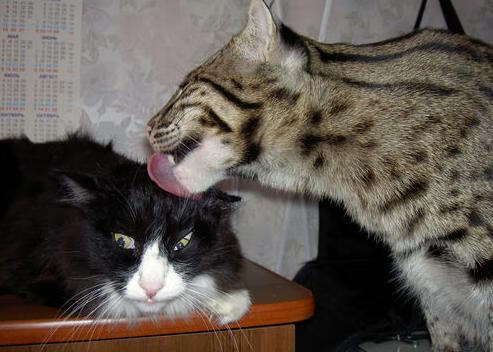 五大联赛裁判争议判罚对比赛走势的潜在影响，五大联赛裁判薪资